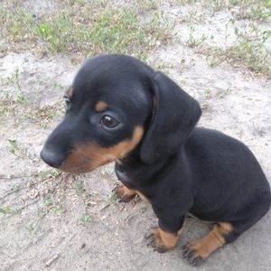 Meet your Posher, Polina